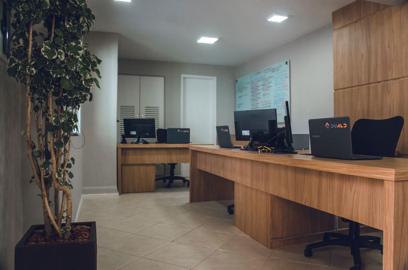 A modern office with wooden desks, task chairs and a tall indoor plant